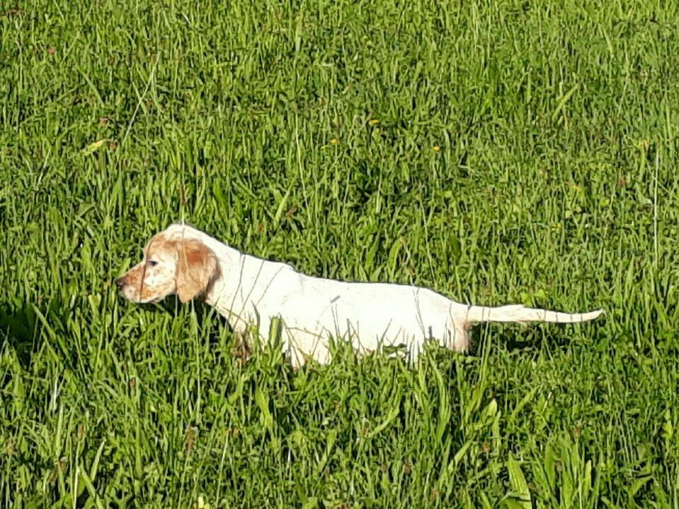 Charle's Wain - Setter Anglais - Portée née le 17/04/2018