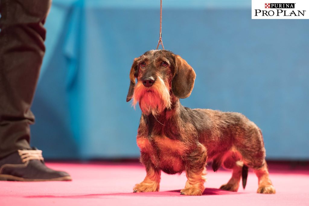 Charle's Wain - Chiots disponibles - Setter Anglais